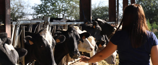 Les Pyrénéennes Show: festive immersion in Pyrenean agriculture from September 19 to 22