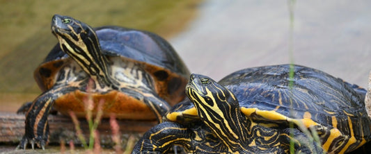 1,100 turtles gathered at the Refuge des Tortues, a 52-hectare sanctuary located on the outskirts of Toulouse to discover with the family